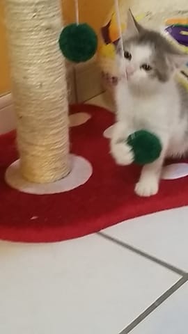 concours des plus beau sur leurs abres a chat
