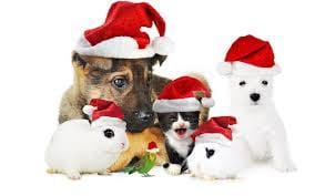 en attendant le papa noel