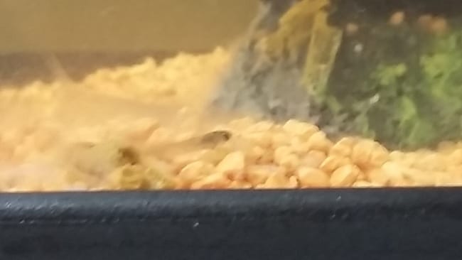 Guppy et baby