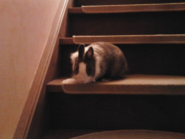Ma lapine s'eclate sur les escaliers! (photos)