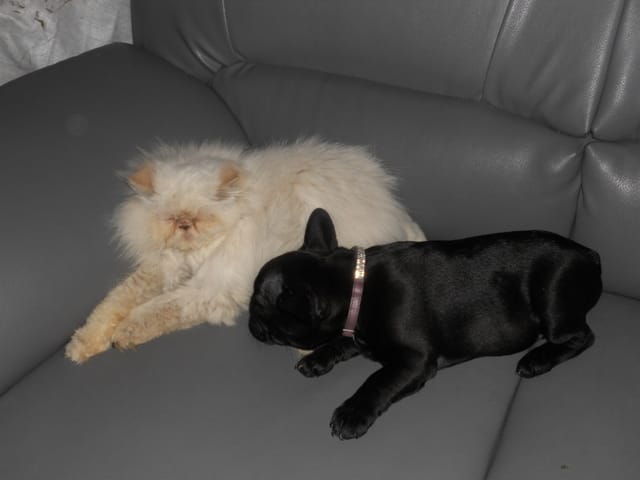mon chat voudrais s'accoupler avec mon chien