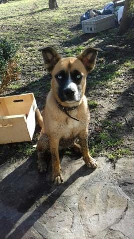 Donne chienne boxer croisée Husky 9 mois