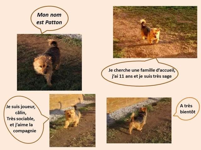 Donne chien yorkshire terrier