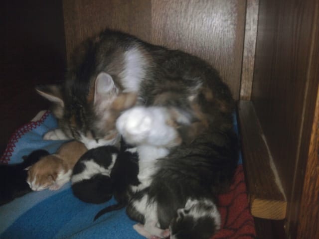 ma chatte veux deplacer ses bebes