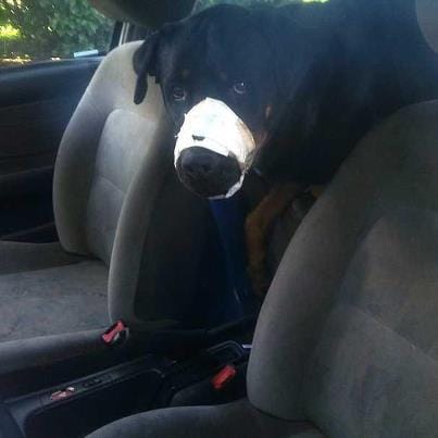 Rennes. Deux chiens enfermés dans une voiture, le museau scotché [vidéo]