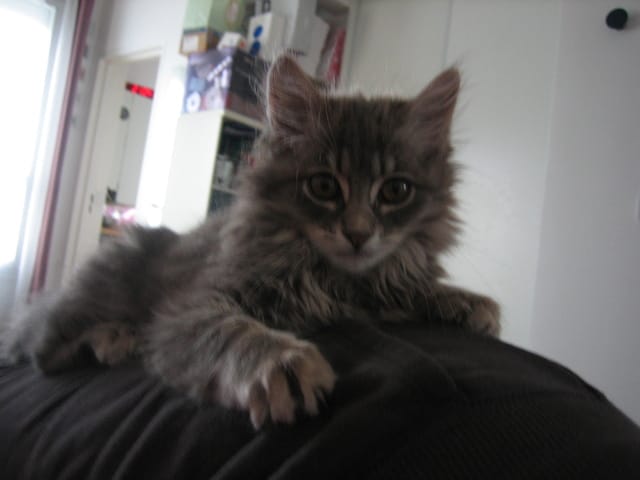 Un bon shampoing pour chat ?