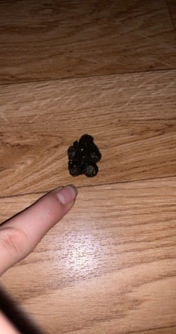 Besoin d’aide crotte lapin