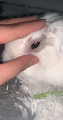 Problème  œil lapin
