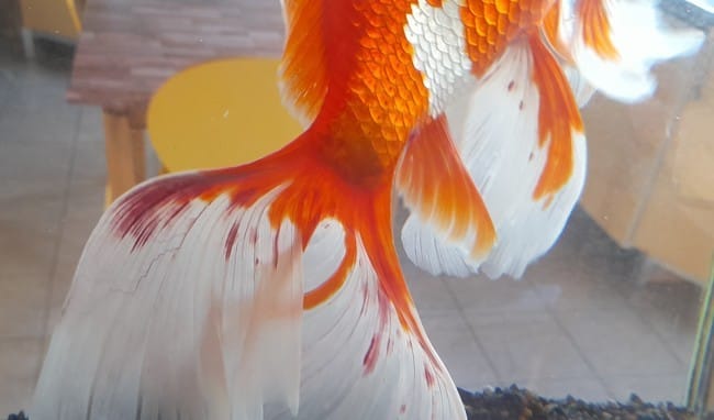 Problème avec un poisson rouge.