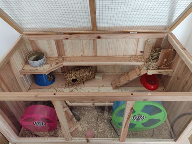 Mon hamster est très agité, escalade, tombe...