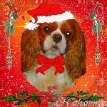 Concours créatif : animaux / noel