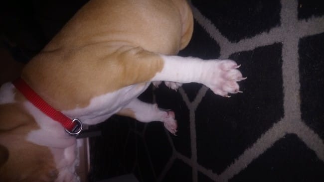 Chiot de 2 mois problème patte