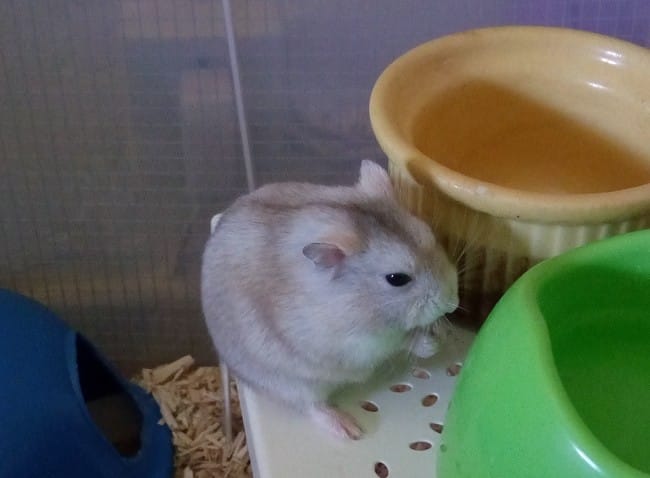 Jeune hamster russe femelle cherche famille