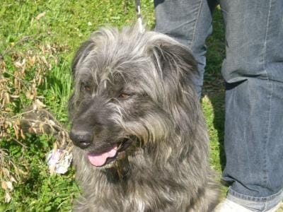 A votre avis quelle origine pour ce chien? Merci