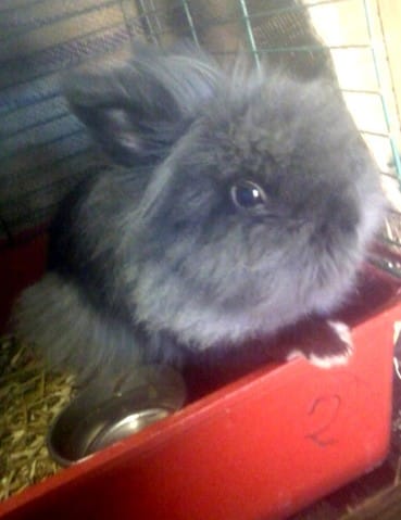 Cachou, nouveau compagnon, de passage .. ou pas