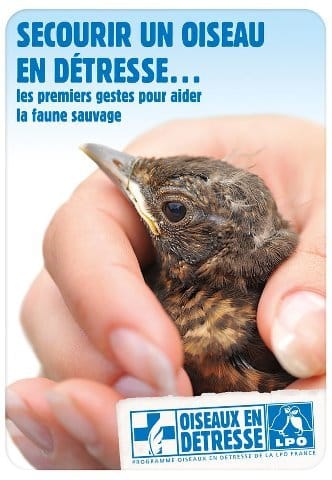 LPO : Secourir un oiseaux en détresse