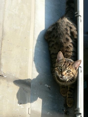 Chat de gouttières à Chat !