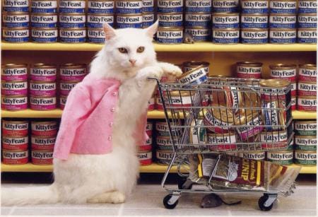 Le chat et les courses