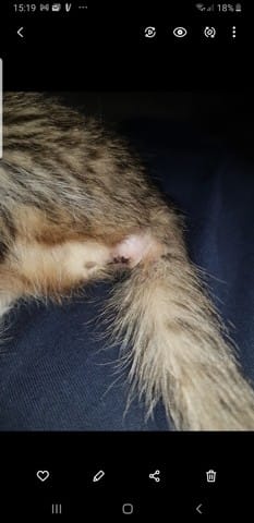 Chaton constipé avec anus gonflé