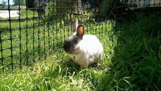 cherche famille d'accueil pour Sushi, lapin vivant en semi liberté