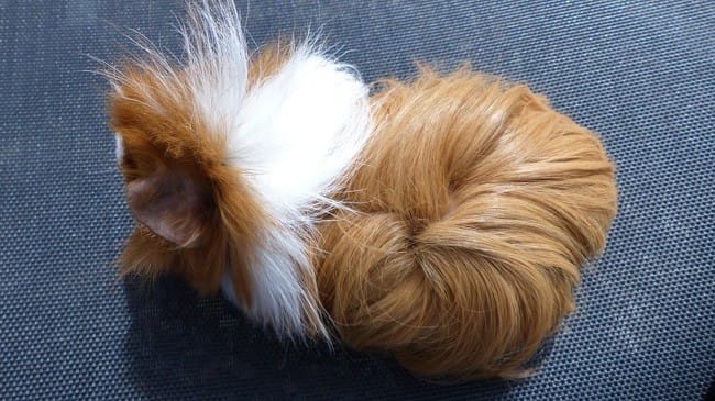 Pouvez-vous identifier la race de ces chons ?