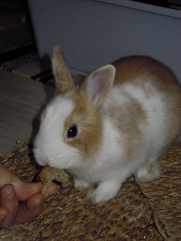 Lapin qui grignote ses barreaux