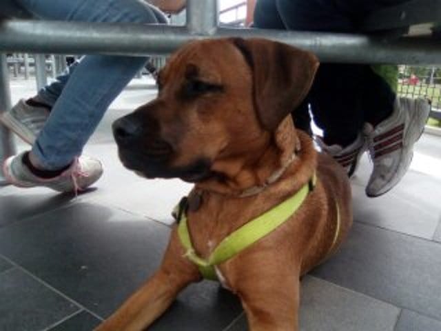 Mon chien est malade