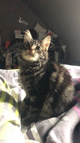 Chatons poils courts mi long ou long?