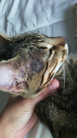 Chaton perte de poil galle ?