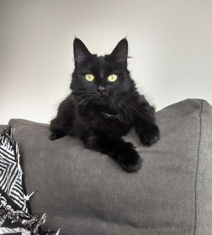 Ma chatte est devenue "chiante" après stérilisation