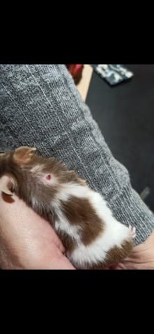 Boule sur le dos de ma souris