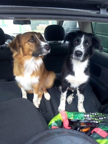 Quel croisement SVP ?