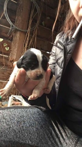 Propreté du chien en maison