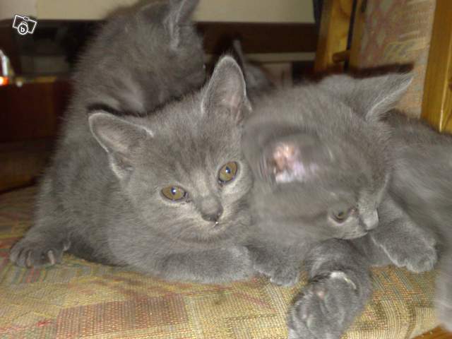 Reconnaître un chartreux