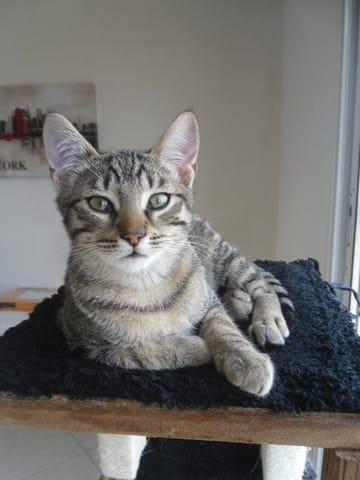  mon chat  ASLAN a disparu 