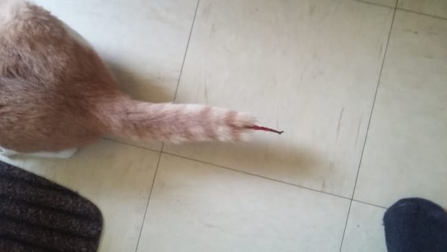 mon chat et blessés