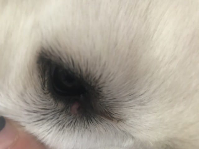 Boule œil chien