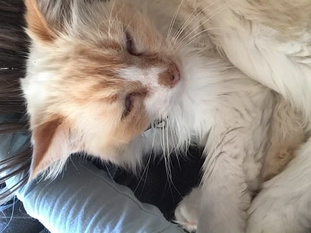 Problème : peau blanche sur l’œil / chat