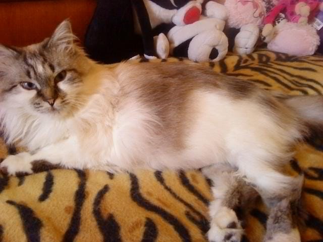 birman ou neva masquerade ? la différence ?
