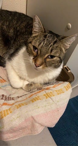 Est que mon chat ne supporte pas les traitement médicamenteux?