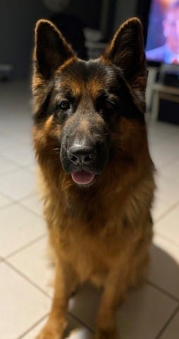 Comportement étrange - Grognements