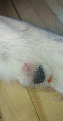 Mon chien..pattes..