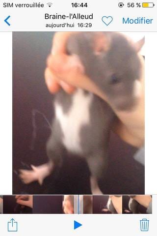 Ma ratte est-elle enceinte ?