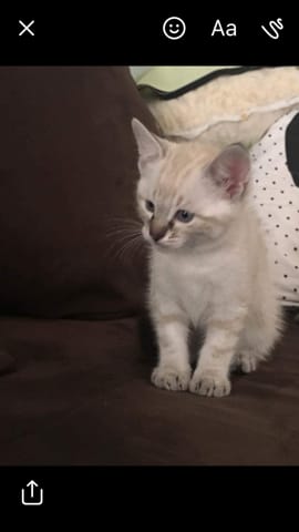 Race de mon chat