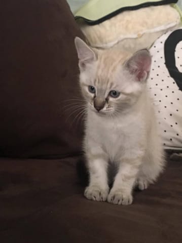 idee de nom pour bébé chat