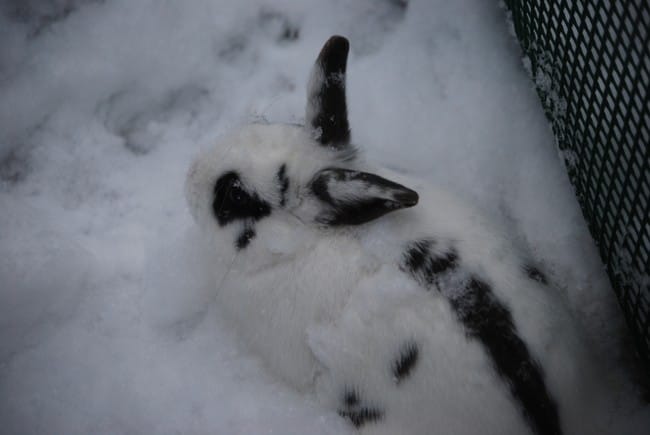 Vos chouchou en photo