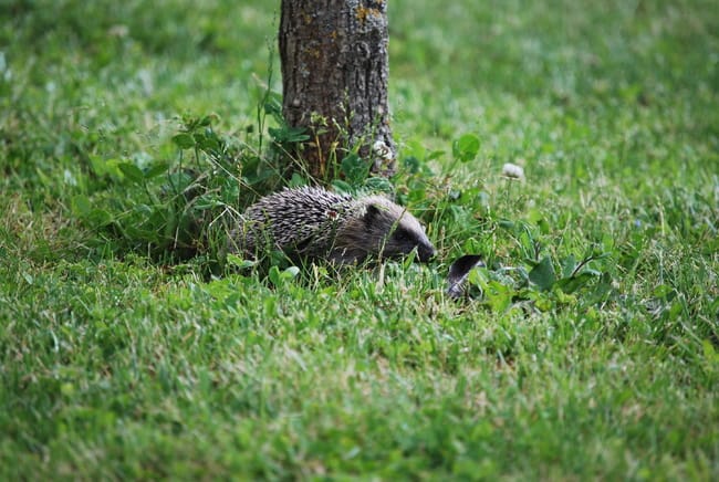 hérisson dans mon jardin 