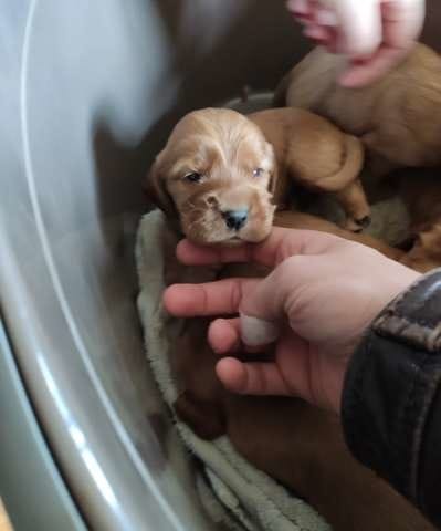 Acquisition chiot