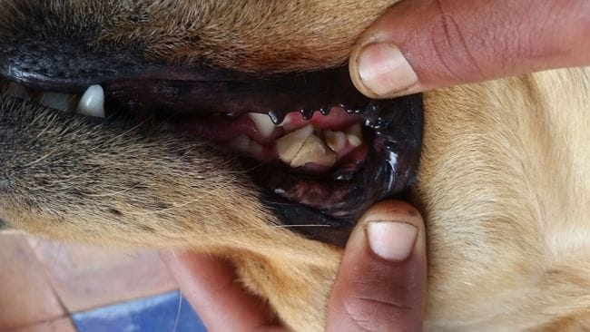 Mon chien a une dent cassé que faire ?