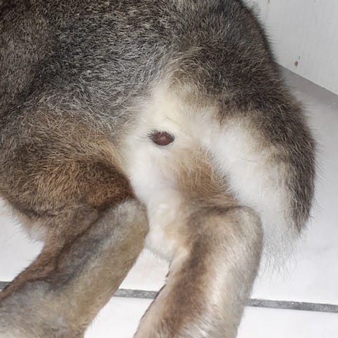 HELP 😔 Boules marrons lapin